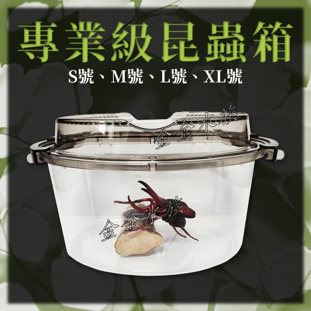 專業貝殼箱照片